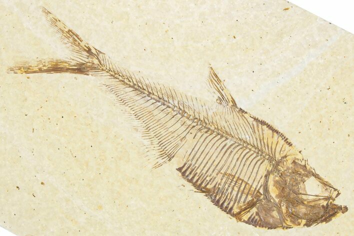 Detailed Fossil Fish (Diplomystus) - Wyoming #357607